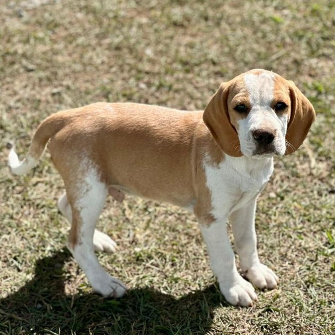 Beagle