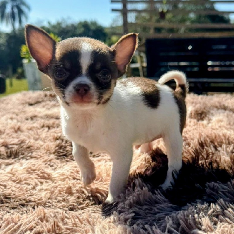 Chihuahua