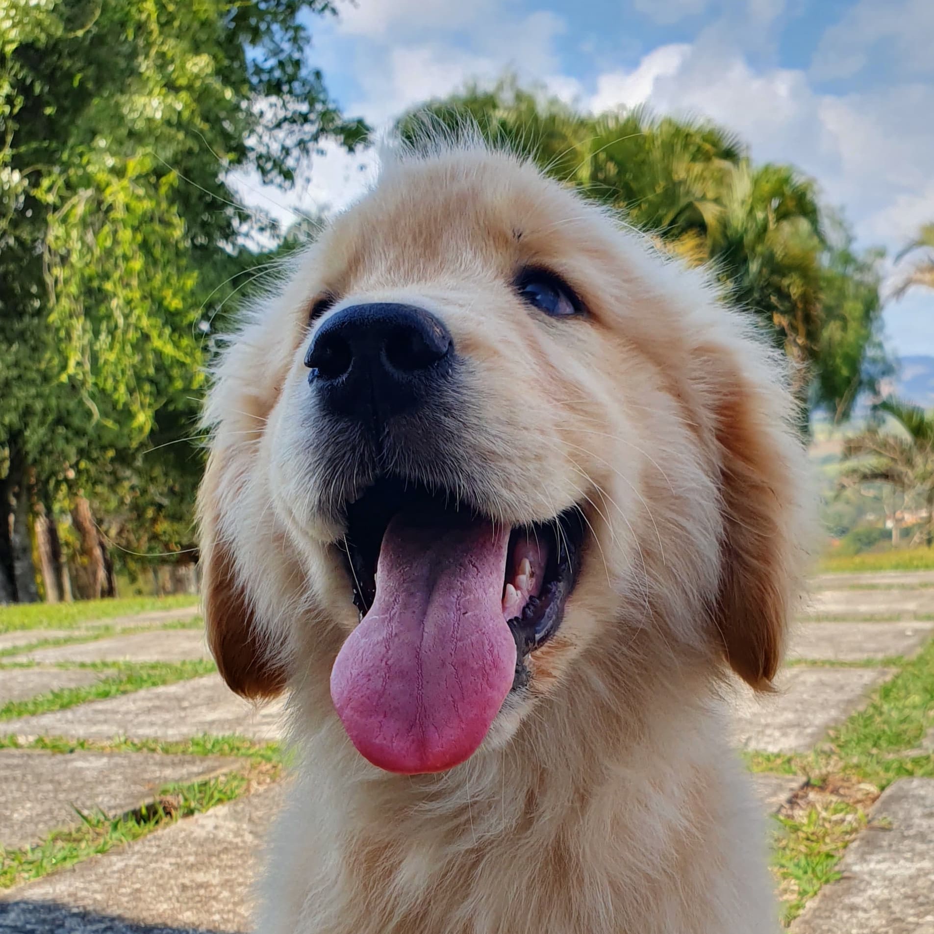 Golden Retriever