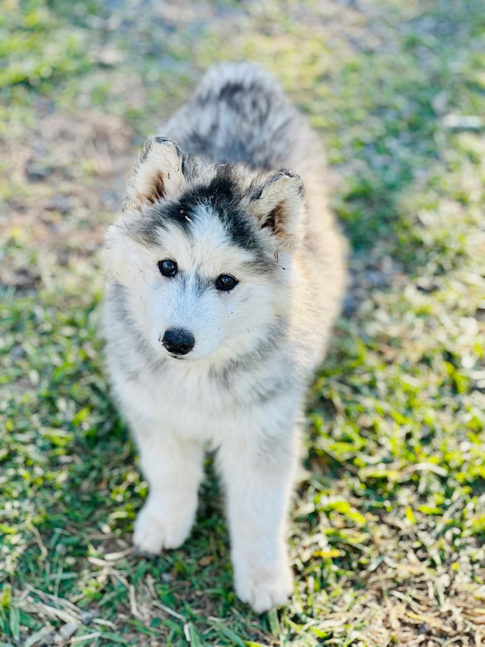 Husky Siberiano
